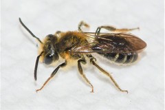 Andrena macra