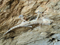 Ptyodactylus ruusaljibalicus