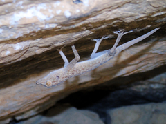 Ptyodactylus ruusaljibalicus