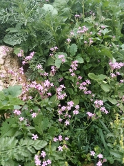 Silene aegyptiaca