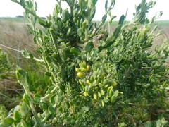 Manochlamys albicans