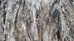 Camponotus sericeiventris