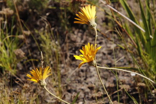 Image of Gerbera tomentosa by (c) Tony Rebelo, some rights reserved (CC BY-SA)