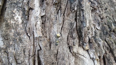 Camponotus sericeiventris