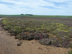 Salicornia natalensis