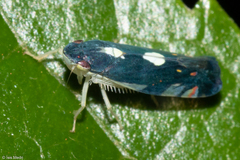 Diedrocephala