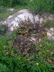 Ajuga chamaepitys