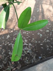 Alstonia scholaris