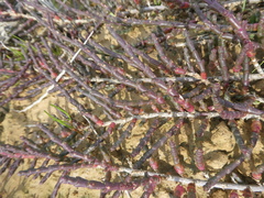 Salicornia natalensis
