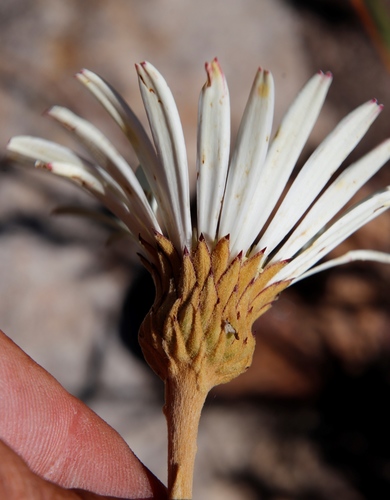 Image of Gerbera tomentosa by (c) Tony Rebelo, some rights reserved (CC BY-SA)