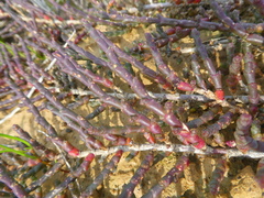 Salicornia natalensis