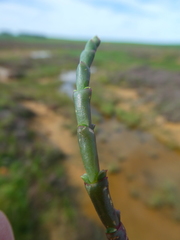 Salicornia natalensis