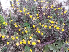 Ajuga chamaepitys