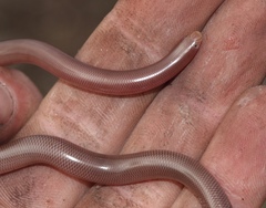 Rhinotyphlops lalandei