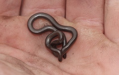 Leptotyphlops nigricans