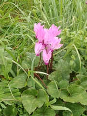 Cyclamen persicum