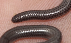 Leptotyphlops nigricans