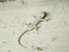 Ptyodactylus ruusaljibalicus