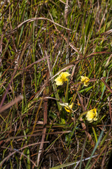 Pedicularis longiflora