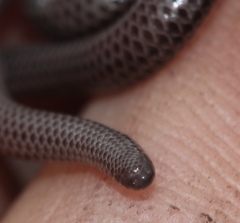 Leptotyphlops nigricans