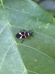 Craspeduchus variegatus