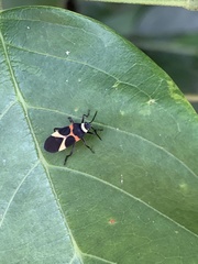 Craspeduchus variegatus