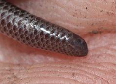 Leptotyphlops nigricans