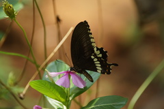 Papilio polytes cyrus