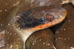 Red-Lipped Snake photo 2