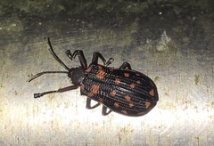 Sceloenopla maculata