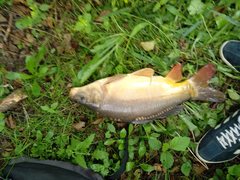 Cyprinus carpio carpio