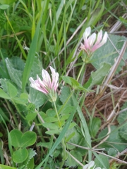 Trifolium clypeatum
