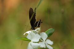 Papilio polytes cyrus