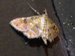 Ommatospila narcaeusalis