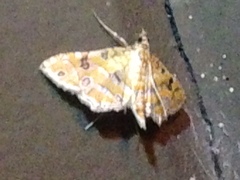Ommatospila narcaeusalis