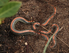 Homoroselaps lacteus