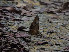 Zeuxidia amethystus amethystus