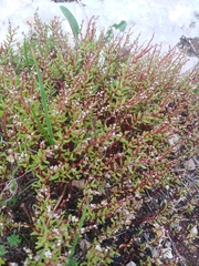 Sedum microcarpum