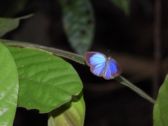 Arhopala major