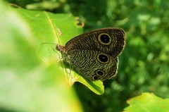 Ypthima motschulskyi