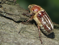 Anoxia orientalis