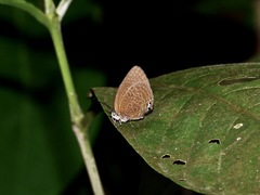 Arhopala major