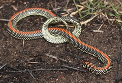 Homoroselaps lacteus