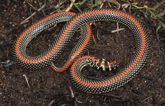 Homoroselaps lacteus