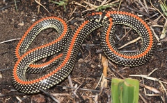 Homoroselaps lacteus