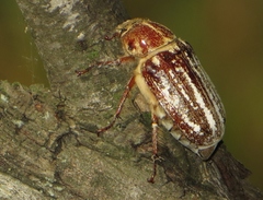 Anoxia orientalis