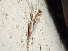 Ptyodactylus ruusaljibalicus