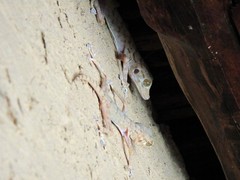 Ptyodactylus ruusaljibalicus