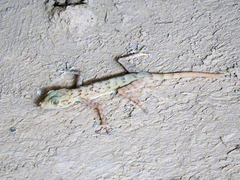 Ptyodactylus ruusaljibalicus