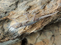 Ptyodactylus ruusaljibalicus